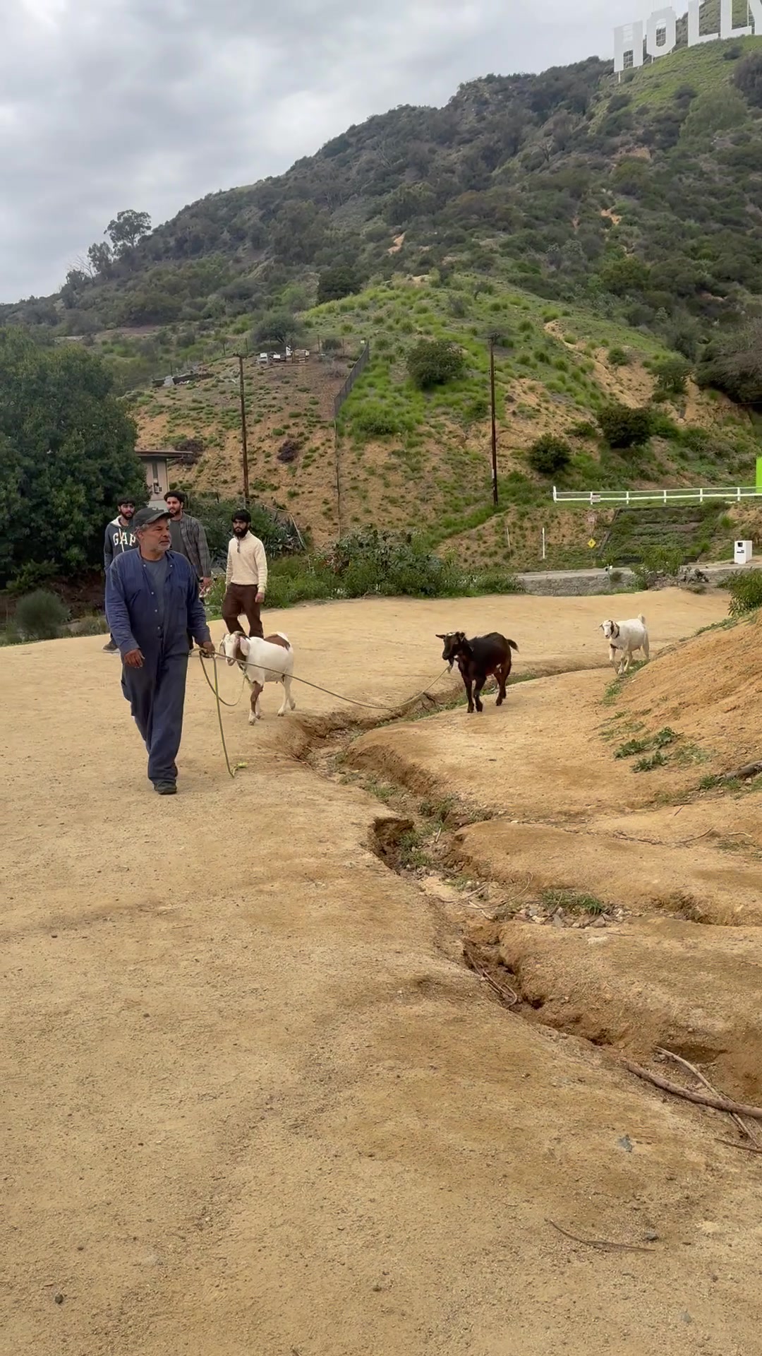 Working goat herd and goat tender in the Hollywood Hills during an afternoon private Los Angeles tour and Hollywood Sign hike.